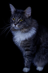 Maine Coon kitten, several months old, black-gray color on a black background.