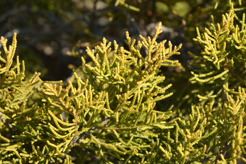 Chinese Juniper Old Gold