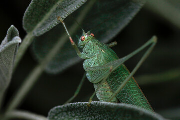 Macro Libellen,Wespenspinnen,