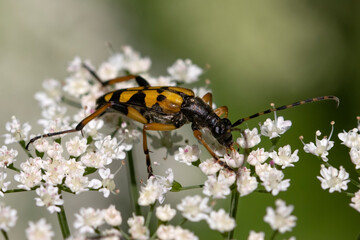 Naturmakros Käfer Schwalbenschwänzchen Schrecken