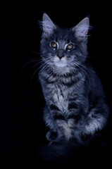 Fototapeta na wymiar Maine Coon kitten, several months old, black-gray color on a black background.