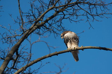 red-tailed hawk (Buteo jamaicensis) scans the ground for possible prey