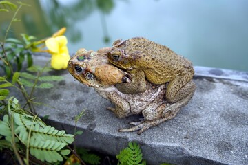 Reproduction, cane toad (Rhinella marina) bufonidae family. Male hugs the female. Manaus - Amazon, Brazil.