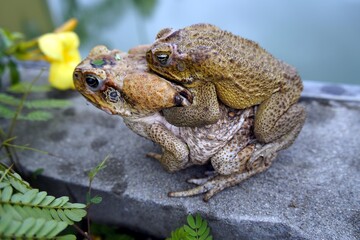 Reproduction, cane toad (Rhinella marina) bufonidae family. Male hugs the female. Manaus - Amazon, Brazil.