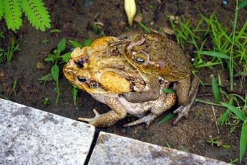 Reproduction, cane toad (Rhinella marina) bufonidae family. Male hugs the female. Manaus - Amazon, Brazil.