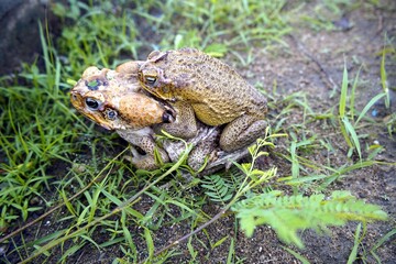 Reproduction, cane toad (Rhinella marina) bufonidae family. Male hugs the female. Manaus - Amazon, Brazil.