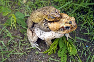 Reproduction, cane toad (Rhinella marina) bufonidae family. Male hugs the female. Manaus - Amazon, Brazil.