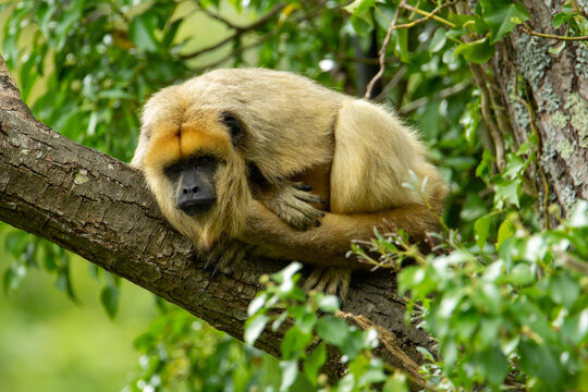 A Single Male Black Howler Monkey (Alouatta Caraya) Asleep In A Tree Isolated On A Natural Background