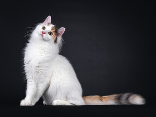 Adorable young Turkish Van cat, sitting side ways. Looking up and away from camera. Isolated on a black background.