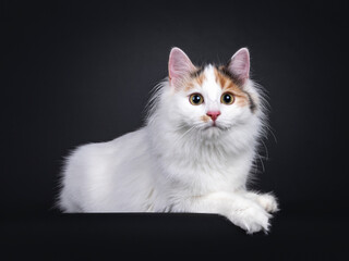 Adorable young Turkish Van cat, laying down side ways. Looking straight ahead away from camera. Isolated on a black background.