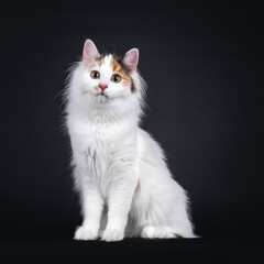 Fototapeta na wymiar Adorable young Turkish Van cat, sitting sitting up facing front. Looking towards camera. Isolated on a black background.