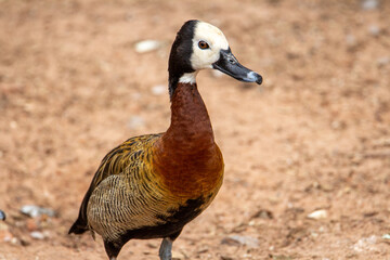 a single White-faced whistling duck (Dendrocygna viduata) with head turned to one side isolated on a natural pale background