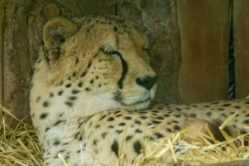 a sleeping Cheetah (Acinonyx jubatus) laying on straw with a wooden background