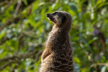 a Slender tailed meerkat (Suricata suricatta)  isolated on a natural green background