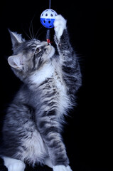 Fototapeta premium Maine Coon kitten, several months old, black-gray color on a black background.