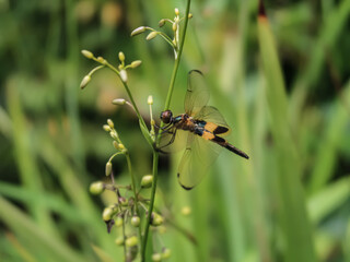 Dragonfly on a flower