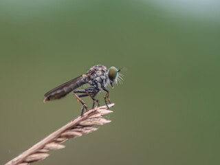 fly on leaf