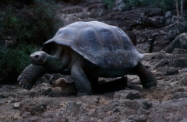 Obraz premium Galápagos tortoise