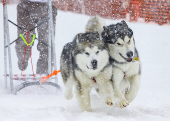 Malamute dogs pulling the sled in snow