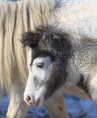 Cute shetlend pony foal with mother