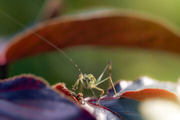 grasshopper on a jatropha gossypiifolia leaf