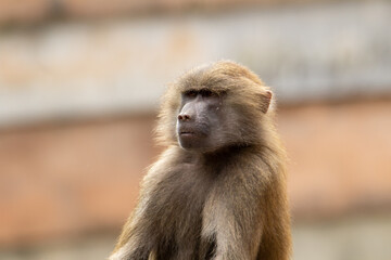 a young Hamadryas baboon (Papio hamadryas) gazing off in the distance isolated on a natural background