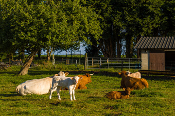 Cows in a field in the traditional French village of Saint Sylvain in Europe, France, Normandy, towards Veules les Roses, in summer on a sunny day.