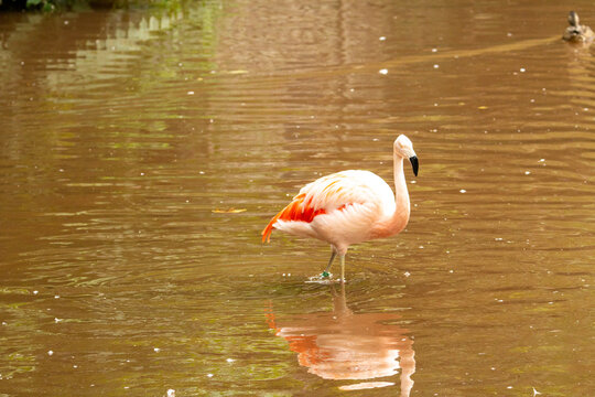 an adult Chilean Flamingo (Phoenicopterus chilensis) isolated with a natural brackish water in the background