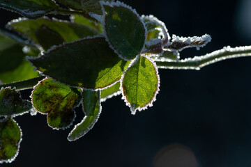 leaf on a branch