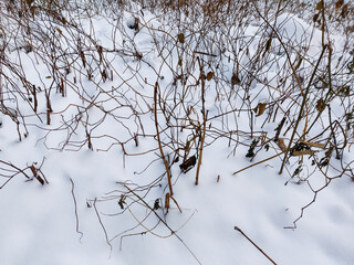 Common snowberry plant on snow, winter background.