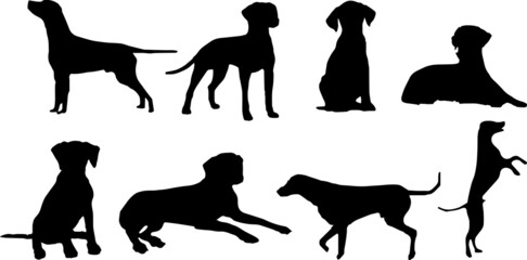 Dalmatian Dog Silhouette Bundle SVG