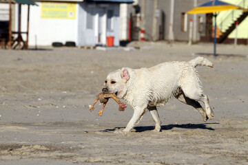Fototapeta premium a nice yellow labrador playing at the seashore