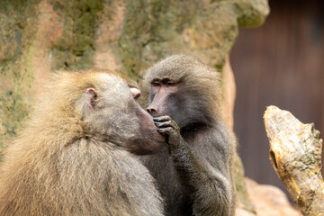 two Hamadryas baboon (Papio hamadryas) grooming each other isolated on a natural rock background