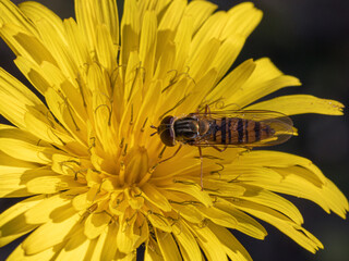 Syrphoidea © Martino