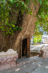 Uzbekistan, in the village of Sayrob, an under earth cave inside a very old plane tree