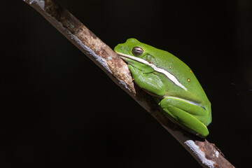 American Green Tree Frog, Hyla cinerea