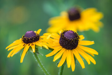 Brown-eyed Susan