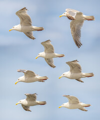 Different angles of sea gulls against the sky