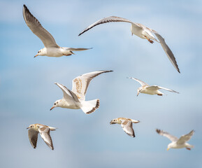 Different angles of sea gulls against the sky