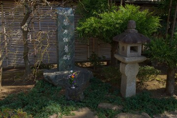 大田区　長遠寺のしだれ桜の春