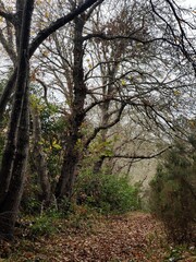 Obraz premium Paisaje de árboles en otoño