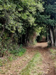 Camino rural entre árboles