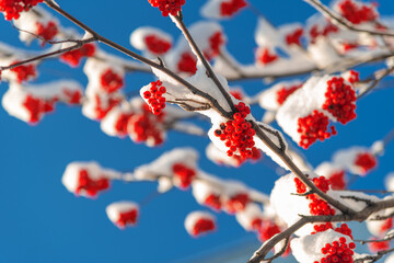 Red berries on the snowy branches of mountain ash.