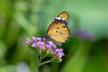 Plain Tiger butterfly (Danaus chrysippus chrysippus) with closed wings feeding from small purple flowers isolated with tropical green in the background