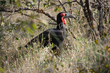 Naklejka premium African bird
