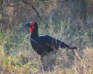 African bird