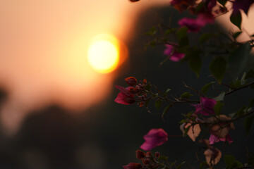 beautiful evening with sunset and bougainvillea