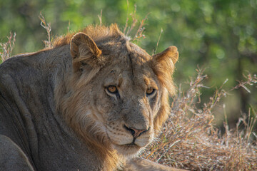 African male lion
