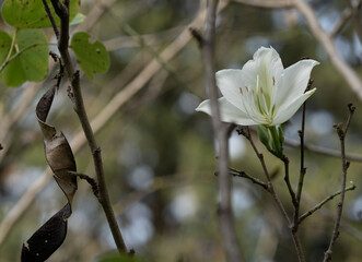 Autumn flowers in forest