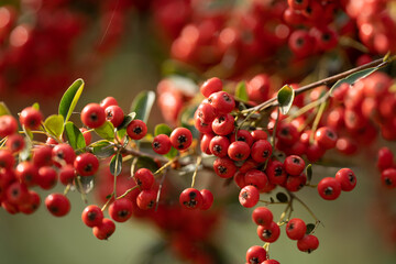 Red Winter Berries in Forest